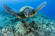 Hawaii, Green Sea Turtle Gliding Through The Water Wall Mural