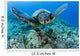 Hawaii, Green Sea Turtle Gliding Through The Water Wall Mural