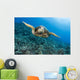 Hawaii, Green Sea Turtle Gliding Through The Water Wall Mural