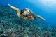 Hawaii, Green Sea Turtle Gliding Through The Water Wall Mural