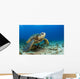 Hawaii, Green Sea Turtle On Ocean Floor, Endangered Species Wall Mural