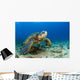 Hawaii, Green Sea Turtle On Ocean Floor, Endangered Species Wall Mural