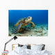 Hawaii, Green Sea Turtle On Ocean Floor, Endangered Species Wall Mural