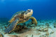 Hawaii, Green Sea Turtle On Ocean Floor, Endangered Species Wall Mural