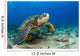 Hawaii, Green Sea Turtle On Ocean Floor, Endangered Species Wall Mural