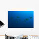 Hawaii, Maui, Spotted Eagle Rays In Blue Ocean Water, View From Behind Wall Mural