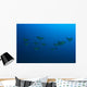 Hawaii, Maui, Spotted Eagle Rays In Blue Ocean Water, View From Behind Wall Mural