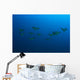 Hawaii, Maui, Spotted Eagle Rays In Blue Ocean Water, View From Behind Wall Mural