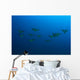 Hawaii, Maui, Spotted Eagle Rays In Blue Ocean Water, View From Behind Wall Mural