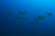 Hawaii, Maui, Spotted Eagle Rays In Blue Ocean Water, View From Behind Wall Mural