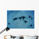 Hawaii, Oahu, Spotted Eagle Rays Wall Mural