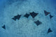 Hawaii, Oahu, Spotted Eagle Rays Wall Mural
