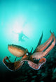 Giant Pacific Octopus With Diver Viewing Down Wall Mural