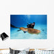 Micronesia, Diver With Camera Swims Near Common Cuttlefish Wall Mural