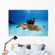 Micronesia, Diver With Camera Swims Near Common Cuttlefish Wall Mural