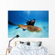 Micronesia, Diver With Camera Swims Near Common Cuttlefish Wall Mural