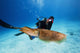 Micronesia, Diver With Camera Swims Near Common Cuttlefish Wall Mural