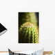 Barrel Cactus Plant Wall Mural
