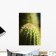 Barrel Cactus Plant Wall Mural
