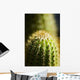 Barrel Cactus Plant Wall Mural