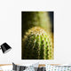 Barrel Cactus Plant Wall Mural