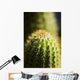 Barrel Cactus Plant Wall Mural