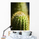 Barrel Cactus Plant Wall Mural