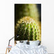 Barrel Cactus Plant Wall Mural
