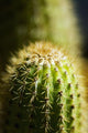 Barrel Cactus Plant Wall Mural