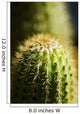 Barrel Cactus Plant Wall Mural