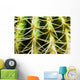 Barrel Cactus, Close-Up Of Thorns Wall Mural