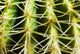 Barrel Cactus, Close-Up Of Thorns Wall Mural