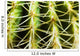 Barrel Cactus, Close-Up Of Thorns Wall Mural