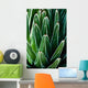 Yucca Plant Wall Mural