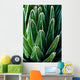 Yucca Plant Wall Mural