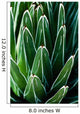 Yucca Plant Wall Mural