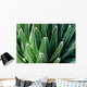 Yucca Plant Wall Mural
