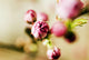 Close-up of Pink Budding Flower Wall Mural