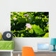 Pink Lotus Flowers Growing Among Leaves Wall Mural