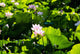 Pink Lotus Flowers Growing Among Leaves Wall Mural