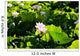 Pink Lotus Flowers Growing Among Leaves Wall Mural