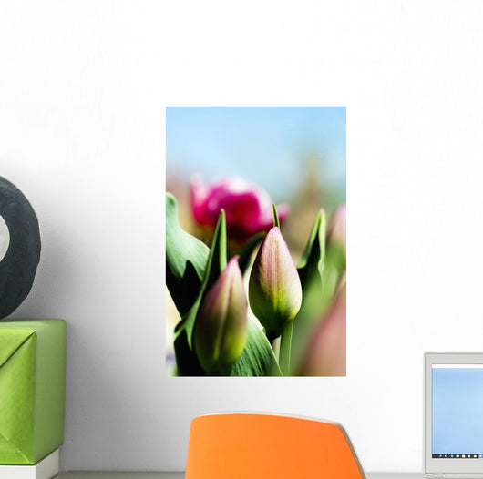 China Pink Tulips Wall Mural