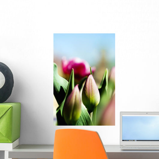 China Pink Tulips Wall Mural