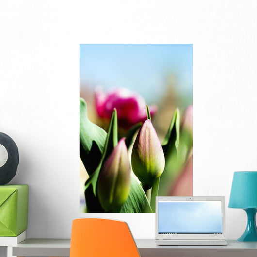 China Pink Tulips Wall Mural