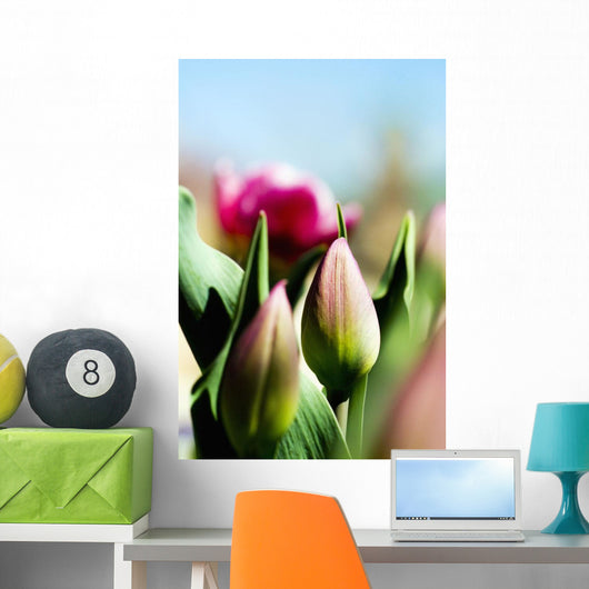 China Pink Tulips Wall Mural