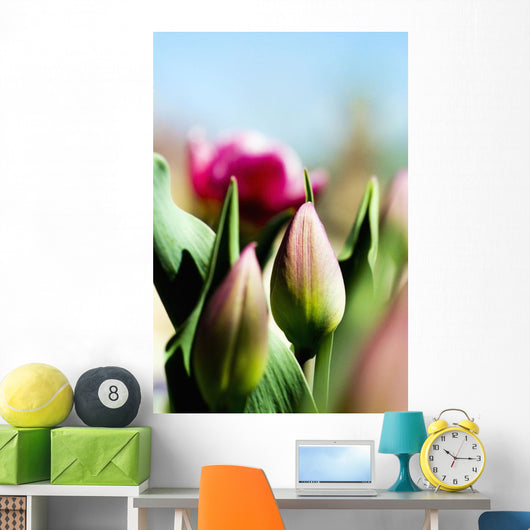 China Pink Tulips Wall Mural