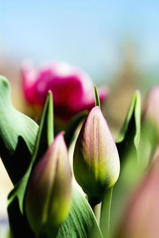 China Pink Tulips Wall Mural