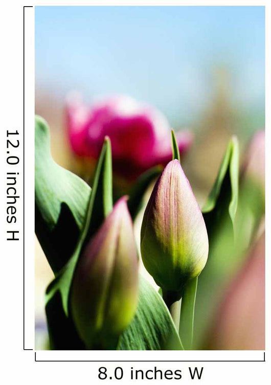 China Pink Tulips Wall Mural