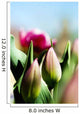 China Pink Tulips Wall Mural