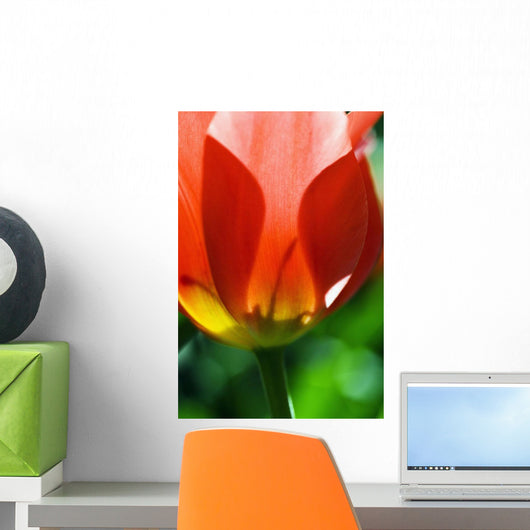 Red Tulip Wall Mural